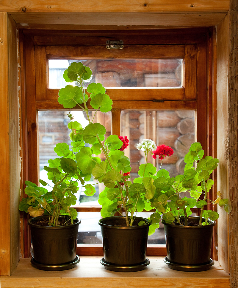 Handy Tips for Long-Lasting and Gorgeous Orchids