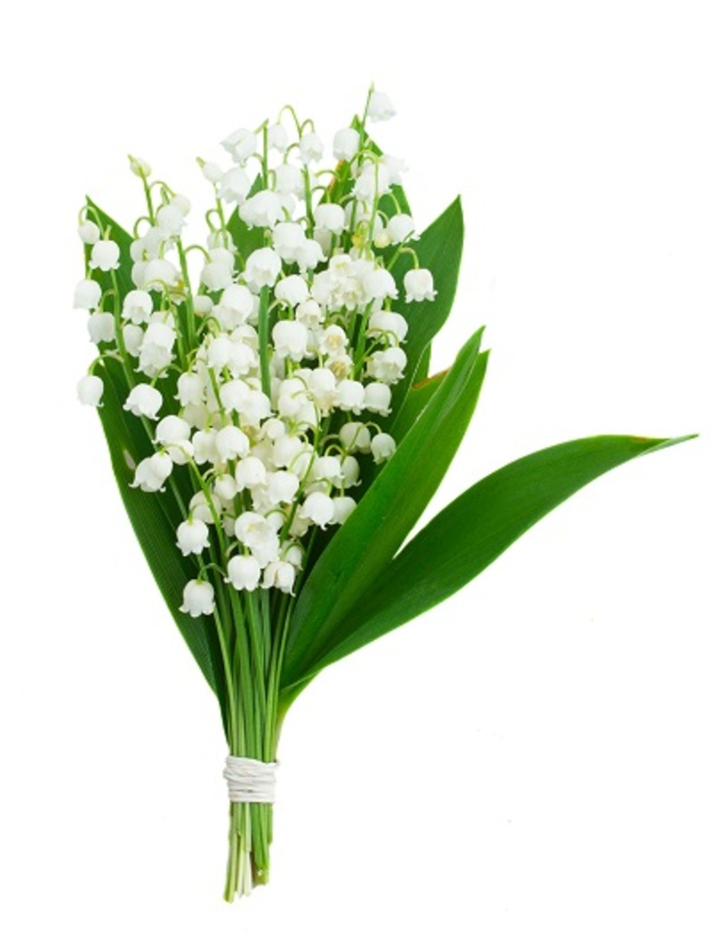 Uncover the Meaning and Importance of Your Birth Month's Flower